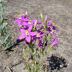 centaurium venustum