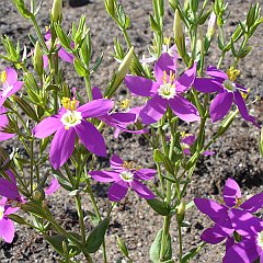 centaurium venustum