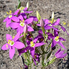 centaurium venustum - canchalagua or charming centaury June 17, 2008 centaurium venustum
