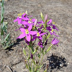 centaurium venustum - canchalagua or charming centaury June 17, 2008 centaurium venustum