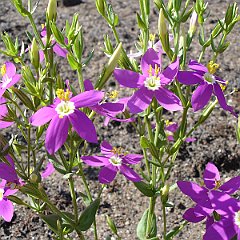 centaurium venustum - canchalagua or charming centaury June 17, 2008 centaurium venustum