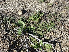 erodium cicutarium
