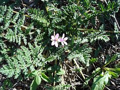 erodium_cicutarium_3904