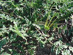 erodium_cicutarium_3905