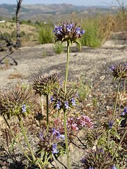 salvia columbariae