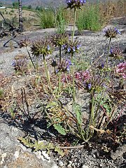 salvia columbariae