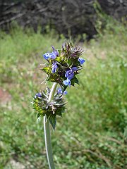 salvia columbariae