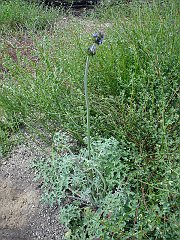 salvia columbariae