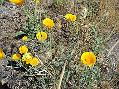 eschscholzia californica