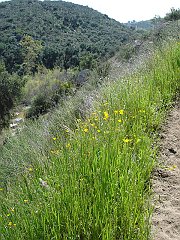 eschscholzia californica