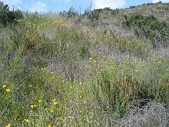 eschscholzia californica