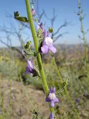 antirrhinum nuttallianum