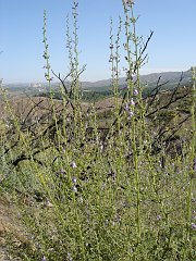 antirrhinum nuttallianum