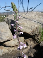 antirrhinum nuttallianum