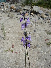 linaria canadensis