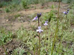 linaria canadensis