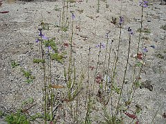linaria canadensis