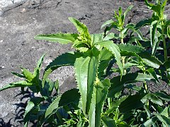 penstemon spectabilis