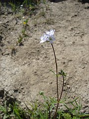 gilia angelensis