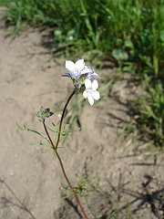 gilia angelensis