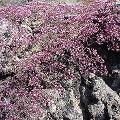 chorizanthe fimbriata