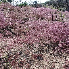 chorizanthe fimbriata