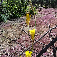 chorizanthe fimbriata