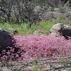 chorizanthe fimbriata