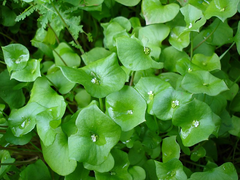 Claytonia Perfoliata