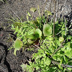 claytonia perfoliata