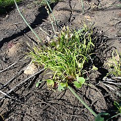 claytonia perfoliata