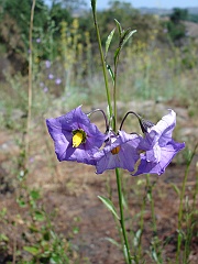 solanum parishii