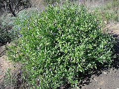 solanum parishii