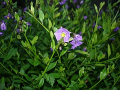 solanum parishii