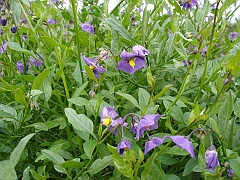 solanum parishii