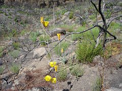 calochortus weedii
