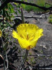 calochortus weedii