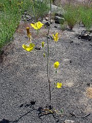 calochortus weedii