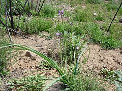 dichelostemma capitatum