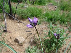 dichelostemma capitatum