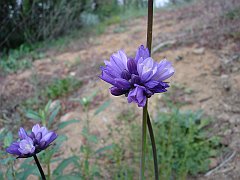 dichelostemma capitatum