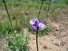 dichelostemma capitatum