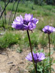 dichelostemma capitatum