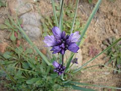 dichelostemma capitatum