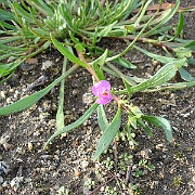 calandrinia ciliata