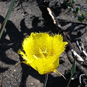 calochortus weedii