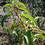 cuscuta californica