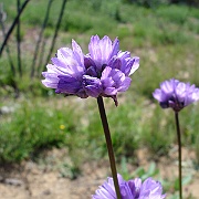 dichelostemma capitatum