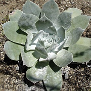 dudleya pulverulenta