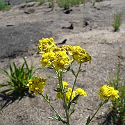 eriophyllum confertiflorum